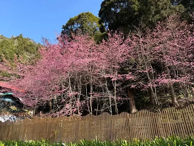 2025杉林溪森林生態渡假園區，椿寒櫻2/24即時現況🌸。