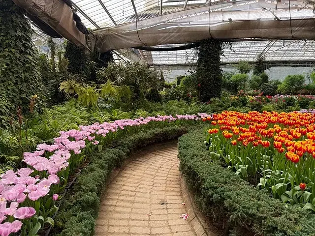 2025杉林溪森林生態渡假園區，椿寒櫻2/24即時現況🌸。