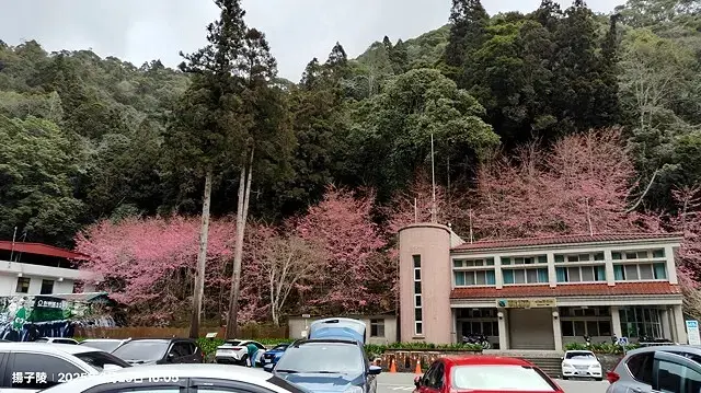 2025竹山紫南宮，來擲茭借發財金｜2025鳳凰谷鳥園生態園