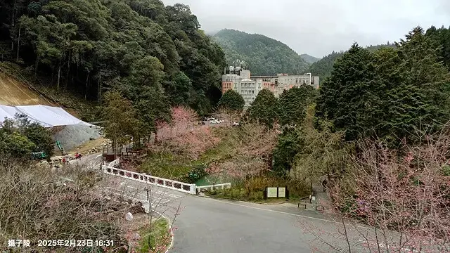 2025竹山紫南宮，來擲茭借發財金｜2025鳳凰谷鳥園生態園