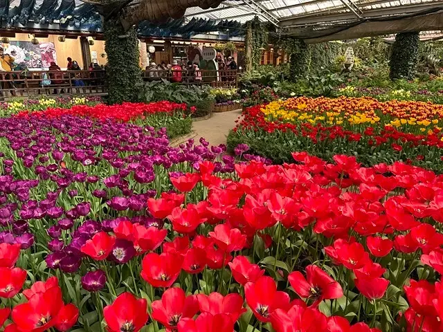 2025杉林溪森林生態渡假園區，椿寒櫻2/24即時現況🌸。