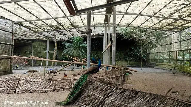 2025竹山紫南宮，來擲茭借發財金｜2025鳳凰谷鳥園生態園