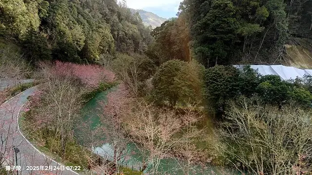 2025杉林溪森林生態渡假園區，椿寒櫻2/24即時現況🌸。
