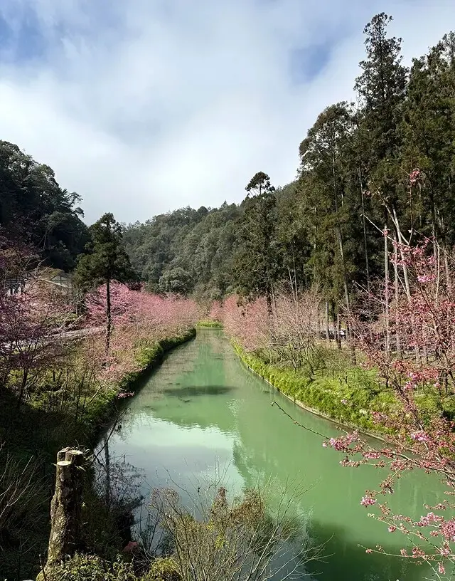 2025杉林溪森林生態渡假園區，椿寒櫻2/24即時現況🌸。