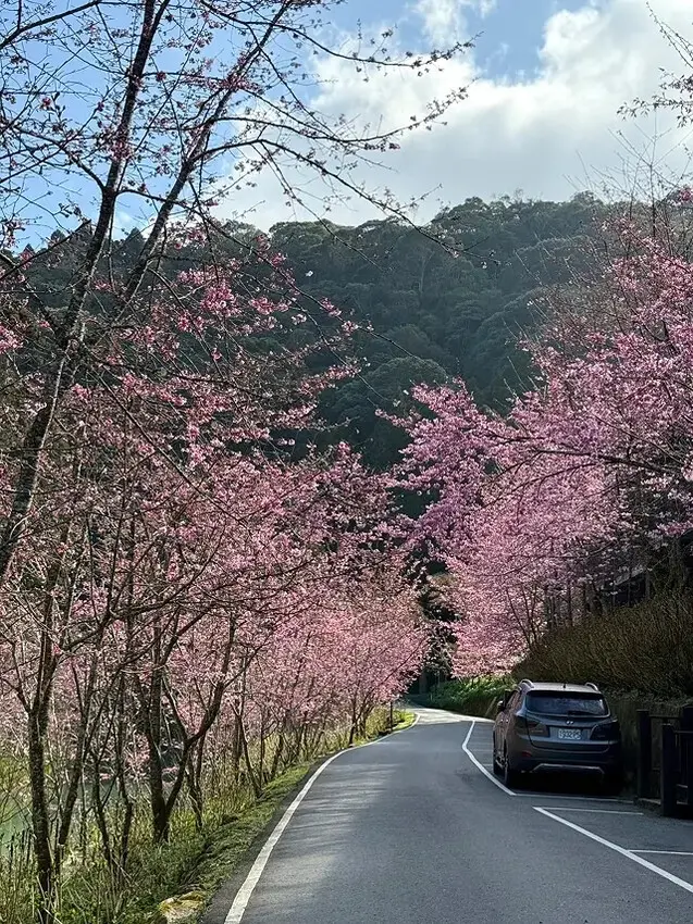 2025杉林溪森林生態渡假園區，椿寒櫻2/24即時現況🌸。