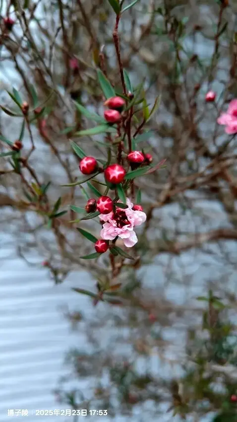 2025竹山紫南宮，來擲茭借發財金｜2025鳳凰谷鳥園生態園