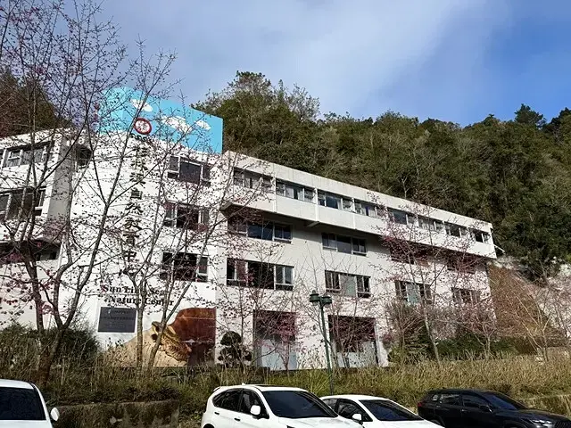 2025杉林溪森林生態渡假園區，椿寒櫻2/24即時現況🌸。