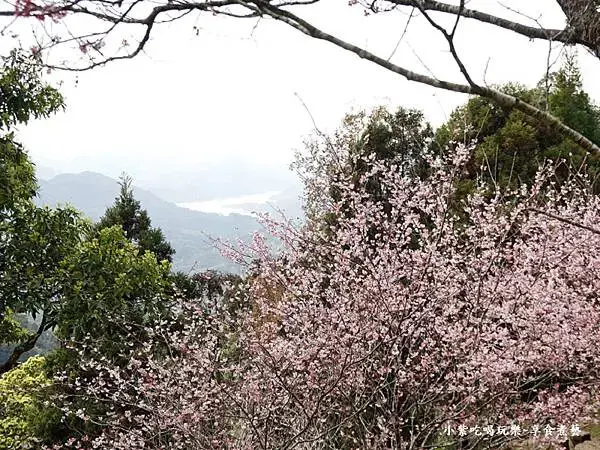 賞櫻遠眺阿姆坪集水區-悠然秘境小屋賞櫻 (1).jpg