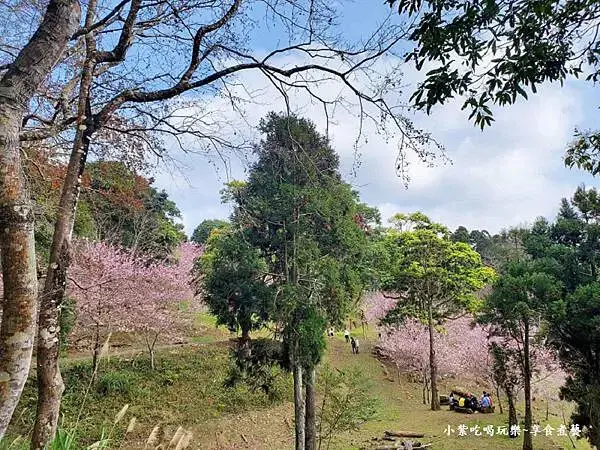 2024悠然秘境小屋-吉野櫻、富士櫻區19.jpg