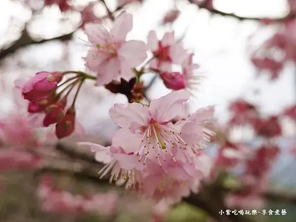 2024悠然秘境小屋-吉野櫻、富士櫻區30.jpg