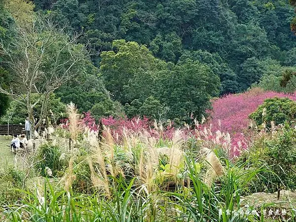 2024悠然秘境小屋-八重櫻 9.jpg