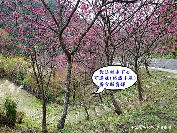 2024悠然秘境小屋-下山八重櫻3.jpg