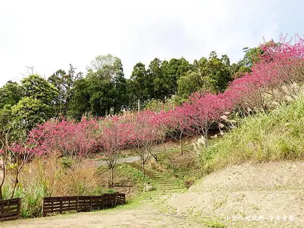 悠然秘境小屋賞櫻步道捷徑上方平台八重櫻.jpg