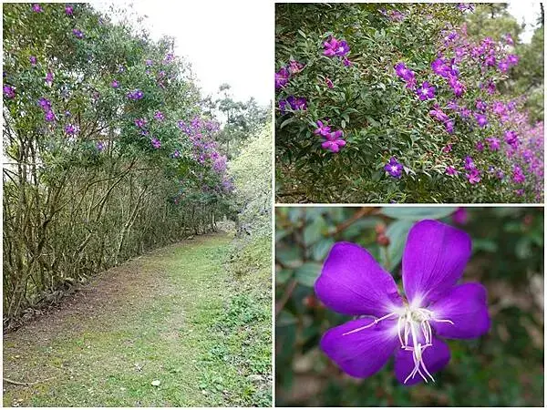 巴西野牡丹區-悠然秘境小屋賞櫻 (2).jpg