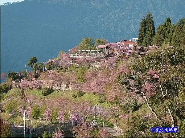 恩愛農場櫻花季全景.jpg
