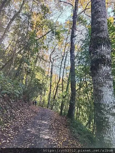 2025第一爬／新竹尖石養老段霞喀羅古道至白石吊橋巡楓趣