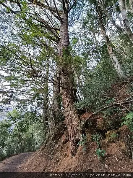 2025第一爬／新竹尖石養老段霞喀羅古道至白石吊橋巡楓趣