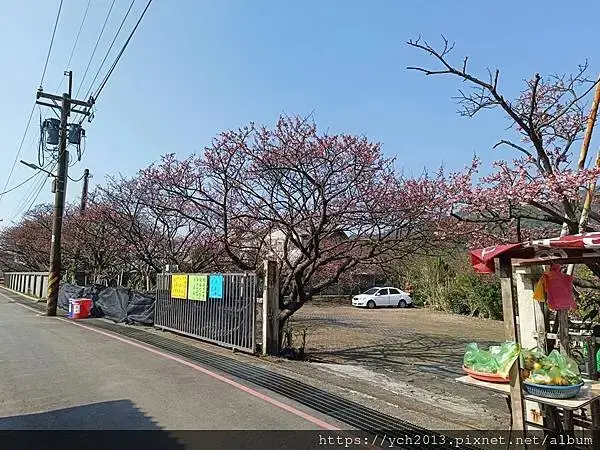 迎春賞櫻跑第一／平菁街寒櫻與梅花