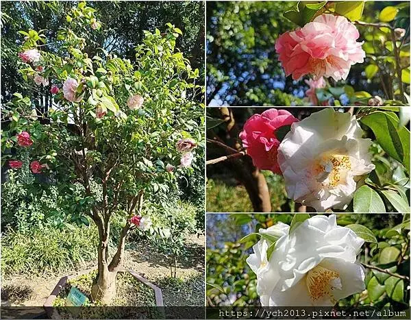 2025陽明山花卉試驗所茶花、鬱金香、大飛燕草／花開富貴迎早