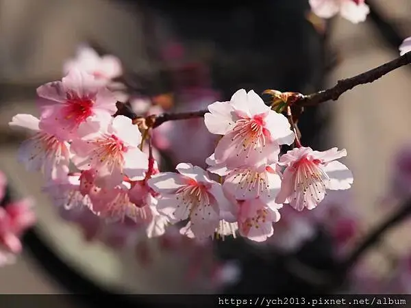 迎春賞櫻跑第一／平菁街寒櫻與梅花