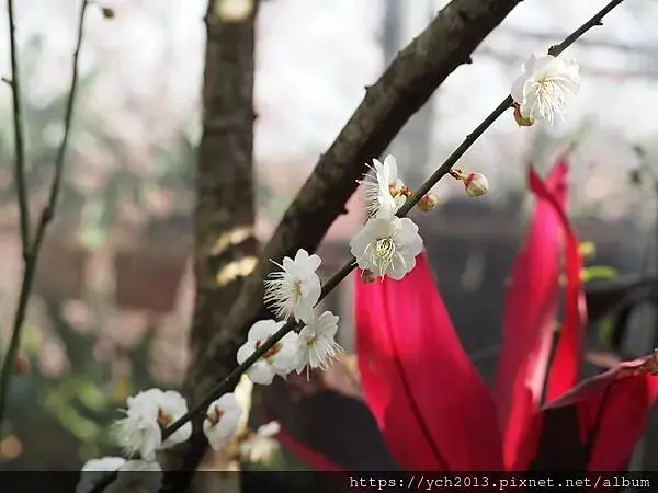 迎春賞櫻跑第一／平菁街寒櫻與梅花