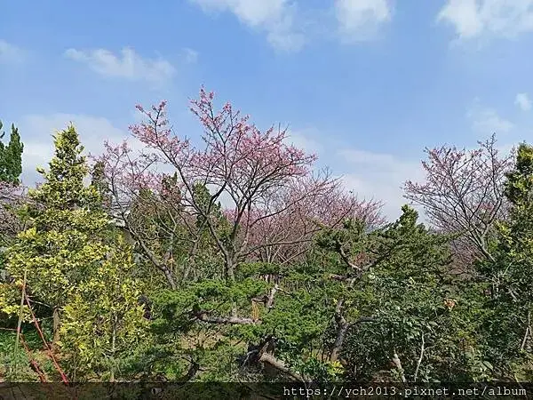 迎春賞櫻跑第一／平菁街寒櫻與梅花