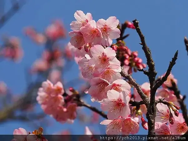 迎春賞櫻跑第一／平菁街寒櫻與梅花