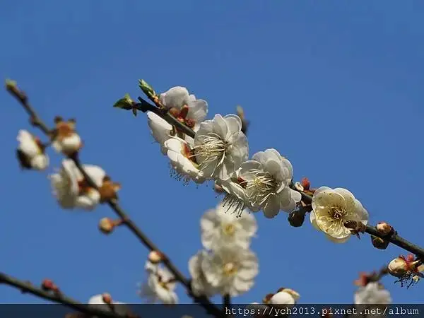 迎春賞櫻跑第一／平菁街寒櫻與梅花