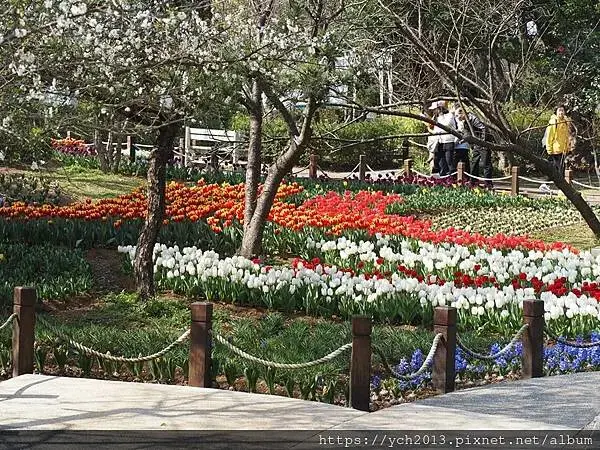 2025陽明山花卉試驗所茶花、鬱金香、大飛燕草／花開富貴迎早
