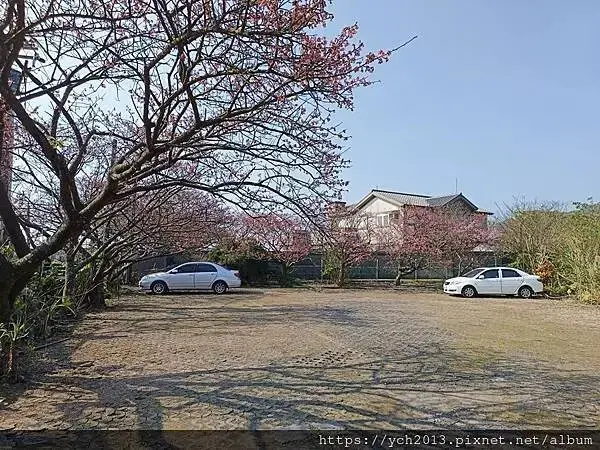 迎春賞櫻跑第一／平菁街寒櫻與梅花