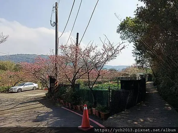 迎春賞櫻跑第一／平菁街寒櫻與梅花