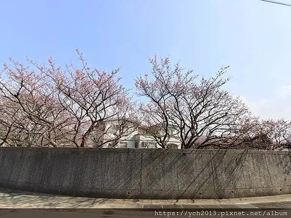 迎春賞櫻跑第一／平菁街寒櫻與梅花