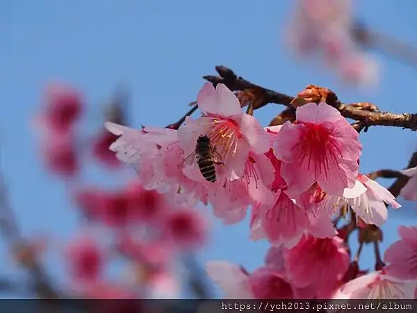 迎春賞櫻跑第一／平菁街寒櫻與梅花