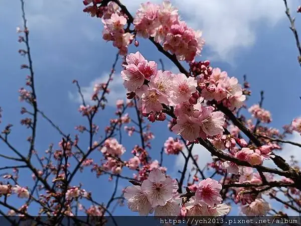 迎春賞櫻跑第一／平菁街寒櫻與梅花