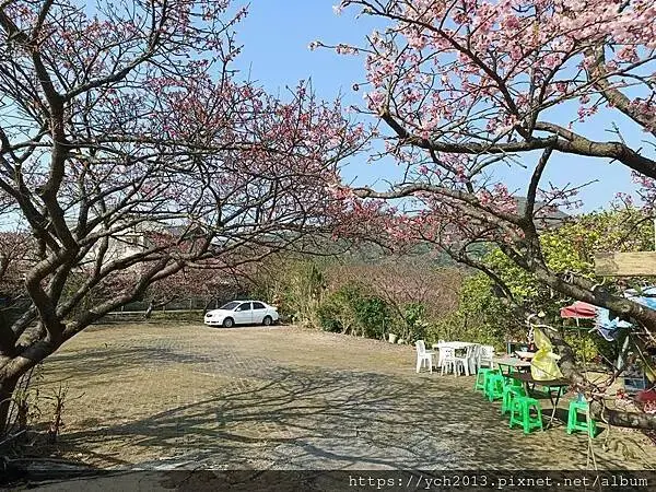 迎春賞櫻跑第一／平菁街寒櫻與梅花
