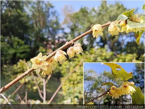 2025陽明山花卉試驗所茶花、鬱金香、大飛燕草／花開富貴迎早
