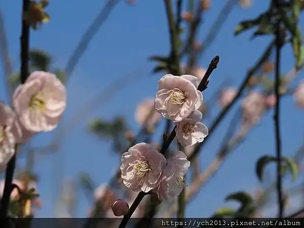 迎春賞櫻跑第一／平菁街寒櫻與梅花