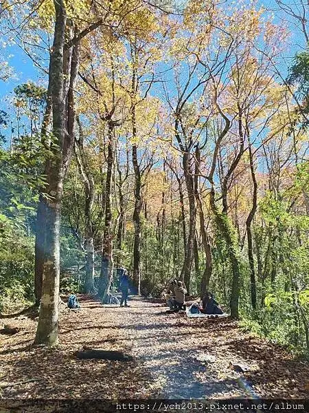 2025第一爬／新竹尖石養老段霞喀羅古道至白石吊橋巡楓趣