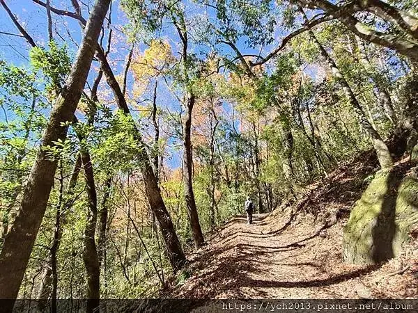 2025第一爬／新竹尖石養老段霞喀羅古道至白石吊橋巡楓趣