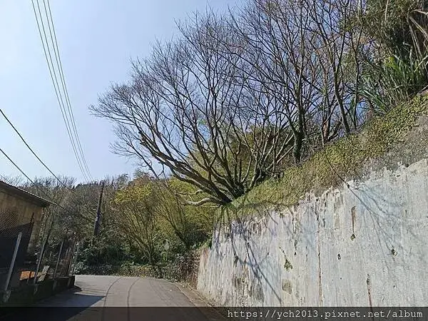 迎春賞櫻跑第一／平菁街寒櫻與梅花