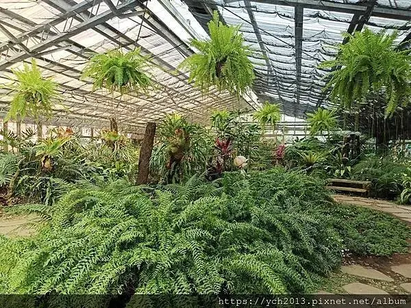 2025陽明山花卉試驗所茶花、鬱金香、大飛燕草／花開富貴迎早