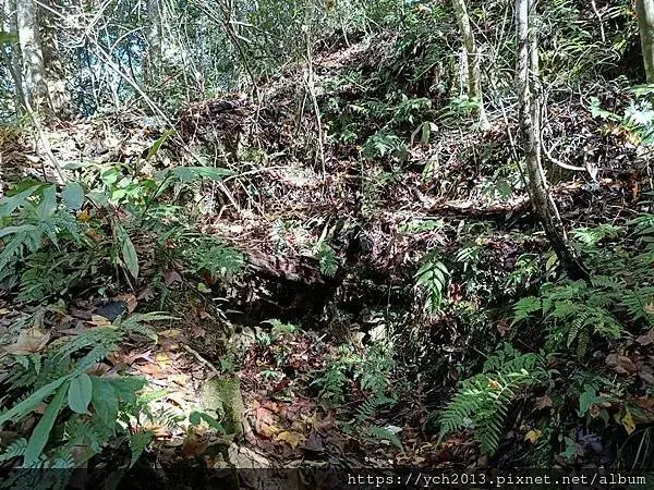 2025第一爬／新竹尖石養老段霞喀羅古道至白石吊橋巡楓趣