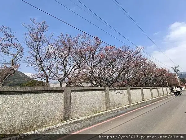 迎春賞櫻跑第一／平菁街寒櫻與梅花