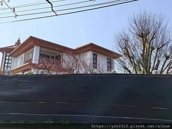 迎春賞櫻跑第一／平菁街寒櫻與梅花