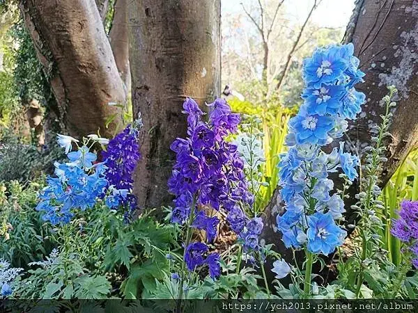 2025陽明山花卉試驗所茶花、鬱金香、大飛燕草／花開富貴迎早
