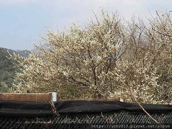 迎春賞櫻跑第一／平菁街寒櫻與梅花