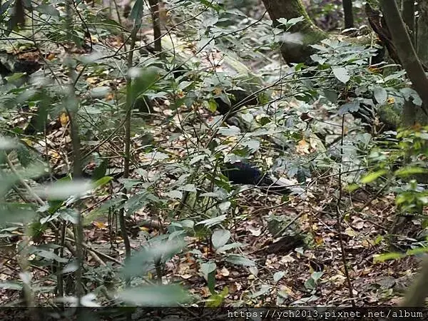 2025第一爬／新竹尖石養老段霞喀羅古道至白石吊橋巡楓趣