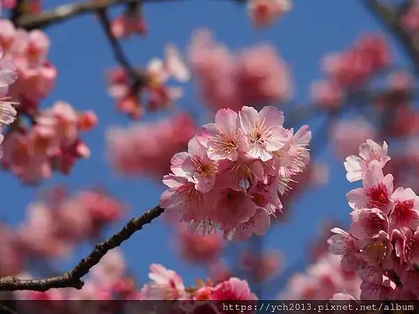 迎春賞櫻跑第一／平菁街寒櫻與梅花