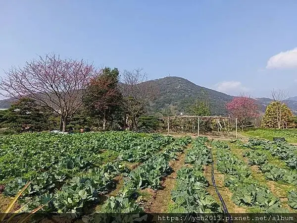 迎春賞櫻跑第一／平菁街寒櫻與梅花