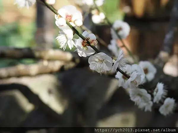 迎春賞櫻跑第一／平菁街寒櫻與梅花